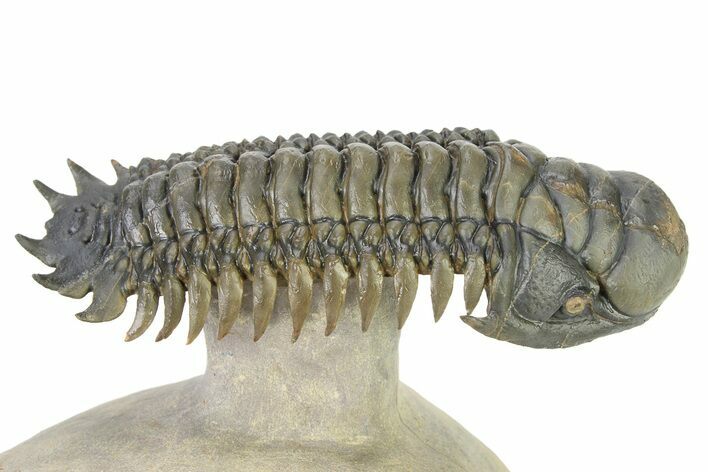 Flying Crotalocephalina Trilobite - Atchana, Morocco #316432